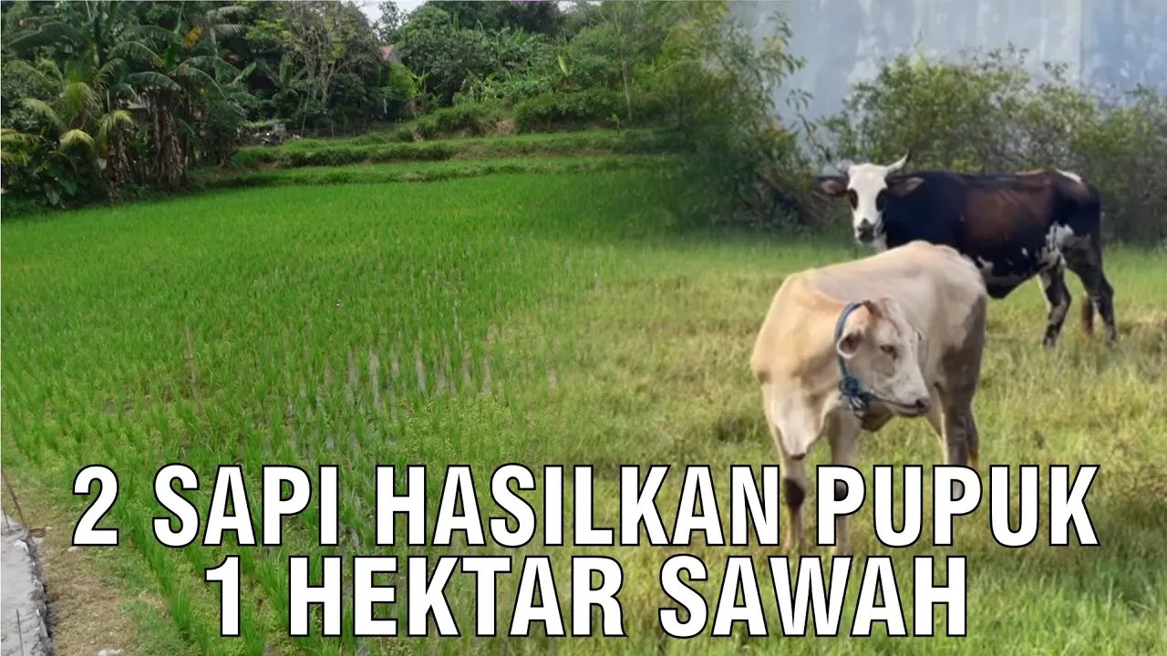 
                                 Kotoran-Sapi-Hasilkan-Pupuk-1-Hektar-Sawah